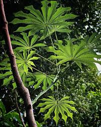 Image result for Manihot grahamii