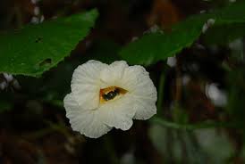 Image result for Momordica foetida