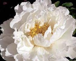 What is a tree peony? Godaishu Early Midseason Japanese Tree Peony Semi Double To Double Beautifully Large White Flowers With Lush Green Foliage Peony Farm Tree Peony Peonies