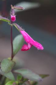 Image result for Satyrium buchananii