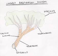 External Respiration Flashcards | Quizlet