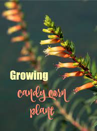 Digitally enhanced from our own… Candy Corn Plant Cuphea Micropetala Types Of Candy Corn Plants