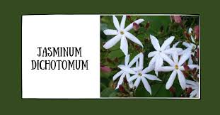 Image result for Jasminum dichotomum