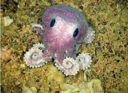 The 35 Cutest Facts Of All Time Cute Octopus Sea Animals Octopus