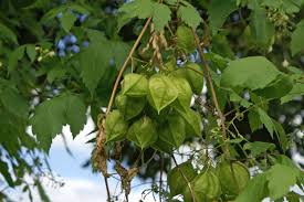 Image result for Cardiospermum grandiflorum