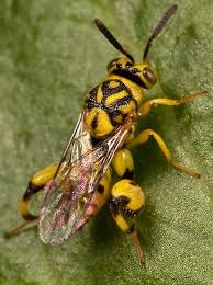 Black And White Wasp Identification Yellow Black Chalcidid Conura Amoena Insect Collection Yellow Black Wasp