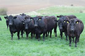 Aberdeen angus cattle are renowned the world over for the quality of the meat and the easy nature of the breed. Quality And Pedigree Aberdeen Angus Cattle Is The Aim For The Chrystals The Northern Farmer