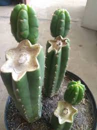 The best way to go about this is to let the cutoff sit in a dry place in the shade during warm weather. San Pedro Pups Growing Healthy Cactus
