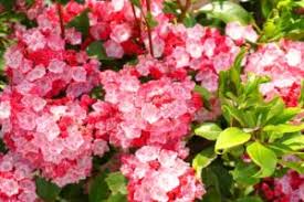 アジサイに似た花の名前は 白やピンク 緑 青の種類や秋咲きで考えられる植物は パワースポット巡りでご利益を 開運ネット