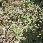 Image result for Dyschoriste radicans