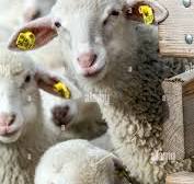 Sheep ear tag hi-res stock photography and images - Alamy