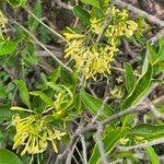 Image result for Pavetta gardeniifolia