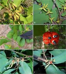 Image result for Pancovia holtzii