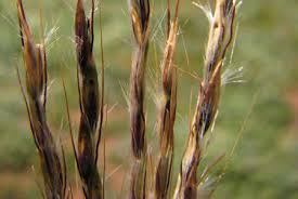 Image result for Bothriochloa radicans