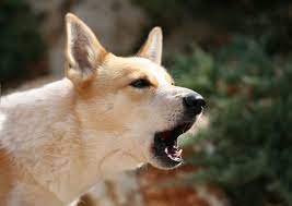 how to stop your dog from barking without yelling dog sounds training your dog what kind of dog