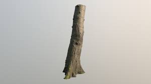 White spring flowers on the old wood. Wild Cherry Tree Trunk Prunus Avium Download Free 3d Model By Sebastianzander Sebastianzander 3ce18e3 Sketchfab