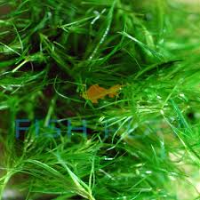 Image result for Najas graminea