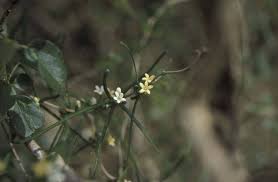 Image result for Secamone delagoensis