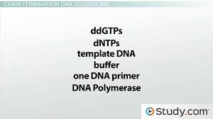 The Sanger Method Of Dna Sequencing