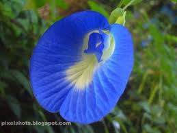 Shankupushpams Bluepeas Or Clitoria Ternetia Herbal Flowers Of Kerala Flora Flowers Ornamental Plants Fragrant Flowers