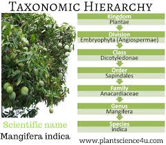 the taxonomic hierarchy of plants mango plant science 4 u