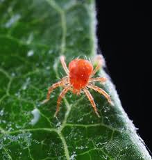 Image result for red mite