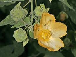 Image result for Abutilon indicum