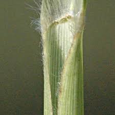 Image result for Panicum kalaharense