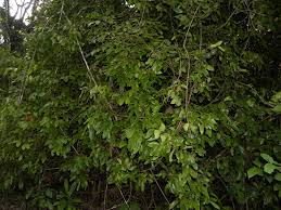 Image result for Strychnos