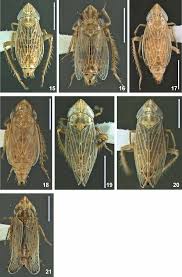 Image result for Eragrostis sclerantha