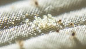 Image result for bed bugs eggs