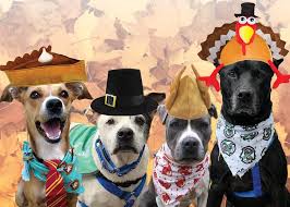 Pet adoption service in mexico city, mexico. Harris County Animal Shelter Pets In Need Home Facebook