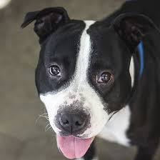 Black And White Pitbull Female Pin Op Rescued And Adopted
