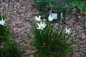 Image result for Zephyranthes candida