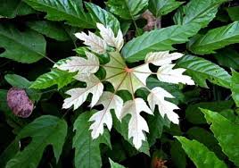 Image result for Trevesia