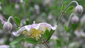 Image result for Dissotis pachytricha