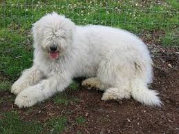 Image result for Komondor