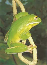 Black And Yellow Frog Australia Pk0080 Wildlife Tropical North Queensland Australia Green Tree Frog With Images Australia Animals Australian Native Animals Green Tree Frog