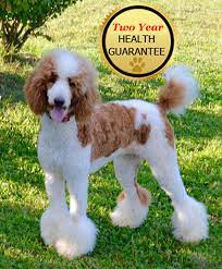 Find the perfect poodle miniature puppy for sale at puppyfind.com. Above And Beyond Standards Premier Puppies In Nc Bernedoodle Goldendoodle Akc Poodle Sheepadoodle Puppies In Nc