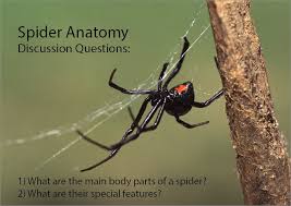 Spider Anatomy Studyladder Interactive Learning Games