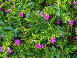 Image result for Cuphea hyssopifolia
