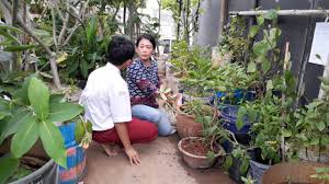 Tulislah hasil diskusimu dan sampaikan besok kepada gurumu. Wawancara Merawat Tanaman Youtube