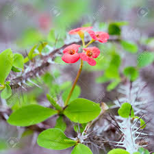 Image result for Euphorbiaceae