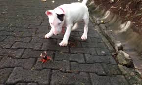 We did not find results for: English Bull Terrier Puppy From Pittsburg Comes Face To Face With A Crab Daily Mail Online