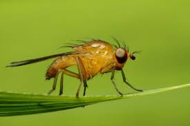 To get rid of biting midges, use all of the traditional products and methods that are used to target mosquitoes. How To Get Rid Of Gnats In The Garden As The Bugs Arrive For The Summer Season Mirror Online