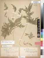 Image result for Selaginella vogelii