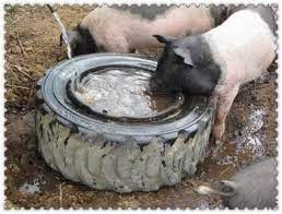 Below is a video on how to make a pig waterer. The Practical Guide To Watering Your Pigs