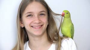 About six months after getting these birds, i began to notice a real behavior problem do you have experience with a noisy parakeet? Do Parakeets Recognize Their Owners All About Parrots