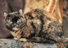 Check spelling or type a new query. Introduction To Genetics Case Study 1 Tortoiseshell Cat Colour Good Horse