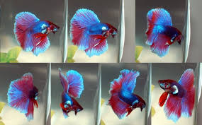 Guarda cosa ha scoperto betta pink (bettapink) su pinterest, la raccolta di idee più grande del mondo. Pink Betta Vang Bettas